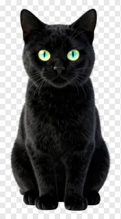 A black cat sitting upright with glowing green eyes.