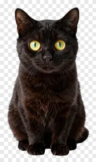 Black cat with glowing yellow-green eyes.