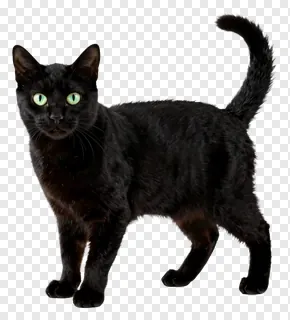 A black cat with glowing green eyes standing alert.