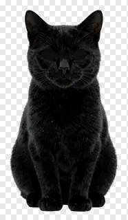 A black cat with star-like speckles on its fur, sitting upright.