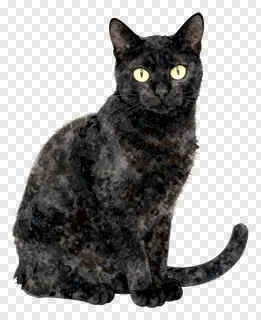 A black cat with glowing eyes and textured fur.