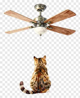 A cat looking up at a ceiling fan.