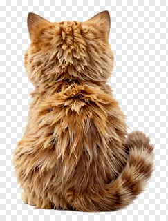 Fluffy ginger cat with tail curled around neck.