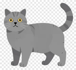 A grey British shorthair cat standing upright with a curved tail.