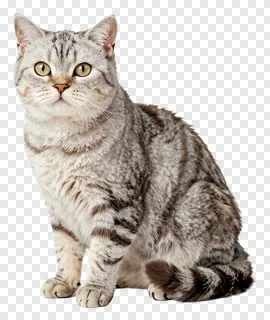 A sitting silver tabby cat with green eyes.
