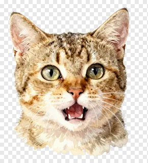 A tabby cat with ears back and mouth open, looking startled.