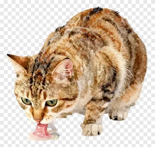 A tabby cat drinking from a saucer.