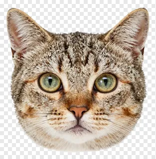 Close-up of a tabby cat's face with green eyes.
