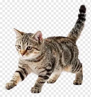 Tabby cat poised to pounce, tail upright.