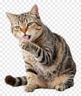 A tabby cat licking its paw.