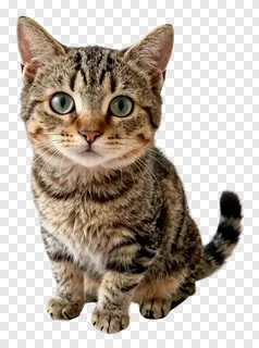 A striped tabby cat sitting alertly on a white surface.