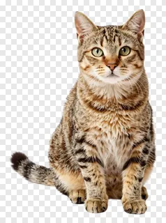 A tabby cat sitting and looking forward.