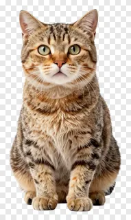 A tabby cat sitting upright and alert.