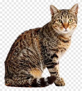 A tabby cat sitting with its tail wrapped around its body.