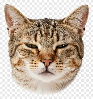 Close-up portrait of a tabby cat with relaxed, squinting eyes.