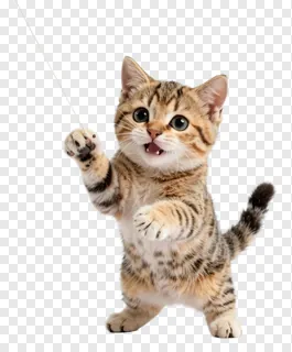 A tabby kitten playing with a string toy.