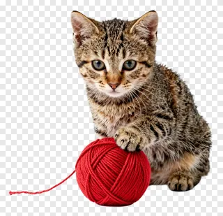 A tabby kitten reaching for a red yarn ball.