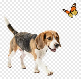 A beagle chasing an orange butterfly.