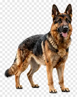 German Shepherd dog standing alert with tongue out.