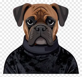 Boxer dog wearing a dark velvet harness.