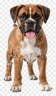 A boxer puppy with its tongue out.