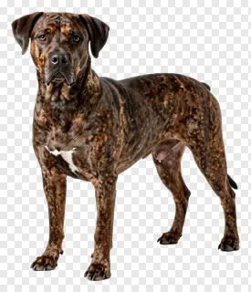 Standing brindle-coated dog facing viewer.
