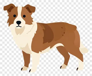 A brown and white border collie dog standing.