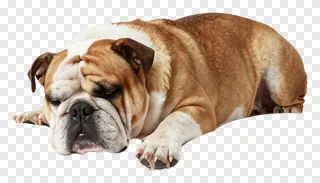 A sleeping bulldog lying down.