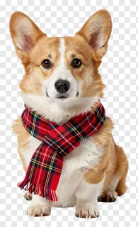 Corgi dog wearing a red tartan scarf.