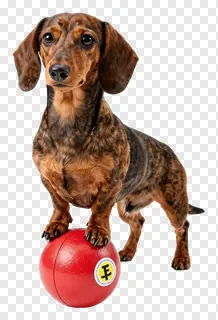 A dachshund balancing on a red ball.