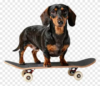 A dachshund dog standing on a skateboard.