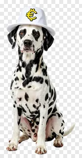 Dalmatian dog wearing a white hat with a yellow euro symbol.
