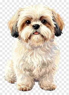 A small fluffy shih tzu dog sitting.