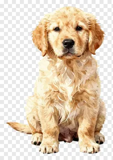 A golden retriever puppy sitting upright.