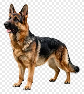 A German Shepherd dog standing alert with its tongue out.