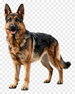 A German Shepherd dog standing upright.