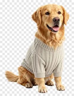 Golden retriever wearing a light gray wool sweater.