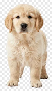 A golden retriever puppy standing and looking forward.