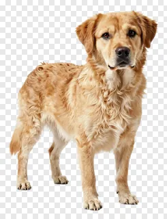 A golden retriever dog standing and looking forward.