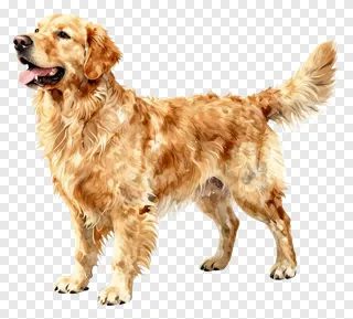 A golden retriever with its tail up and tongue out.