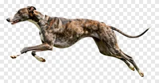 A greyhound running at high speed.