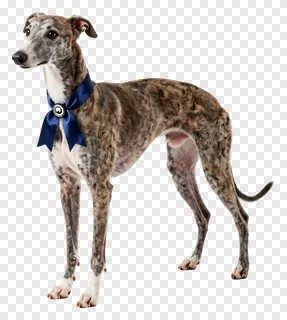 Elegant greyhound wearing a dark blue bow tie.