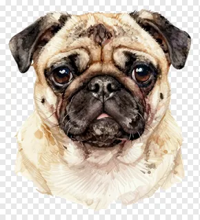Watercolor painting of a pug dog's face.