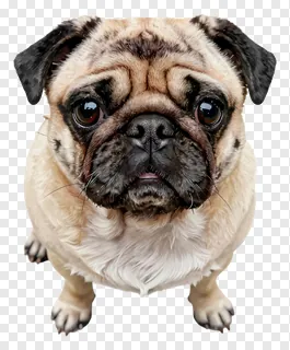 A pug dog looking up with a top-down view.