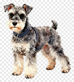A schnauzer dog wearing a blue collar and leash.