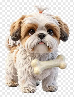 Fluffy Shih Tzu dog holding a bone toy.