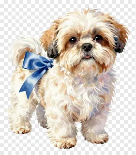 Fluffy Shih Tzu dog with blue satin bow.