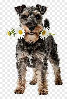 A terrier dog holding daisies in its mouth.