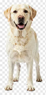 A yellow Labrador dog smiling at the camera.