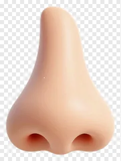 Close-up of a human nose with two nostrils.